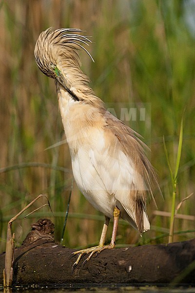 Ralreiger volwassen poetsend in rietkraag, Squacco Heron adult preening in reed bed stock-image by Agami/Marc Guyt,