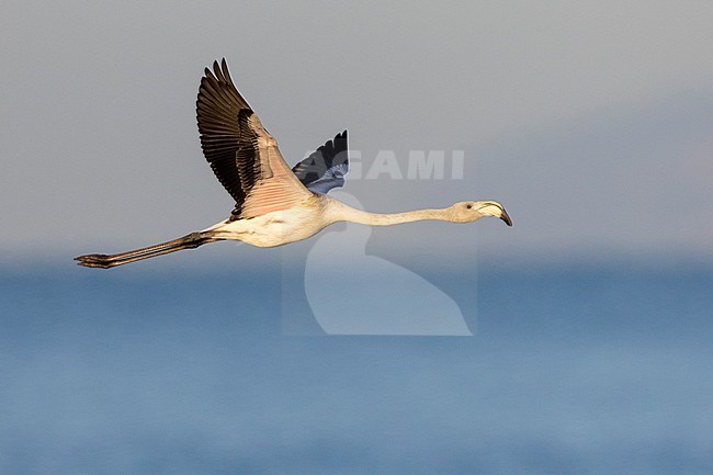 Greater Flamingo (Phoenicopterus roseus), side view of a juvenile in flight, Campania, Italy stock-image by Agami/Saverio Gatto,