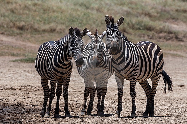 Portrait of three Burchell's Zebra, Equus Quagga Burchellii, looking at the camera. Seronera, Serengeti National Park, Tanzania stock-image by Agami/Sergio Pitamitz,