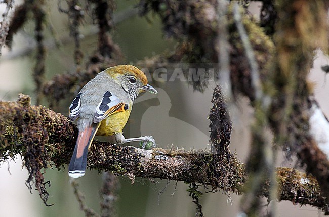 Bar-throated Minla (Actinodura strigula) at Doi Inthanon, Thailand stock-image by Agami/Helge Sorensen,
