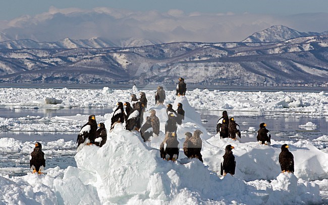 Steller-zeearenden Zeearenden op ijs, Stellers Sea-eaglee and White-tailed Eagles perched on ice stock-image by Agami/Markus Varesvuo,