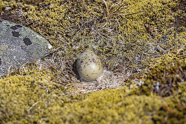 Nest of an Arctic Skua (Stercoraruis parasiticus) with one egg in it on the tundra of Iceland. stock-image by Agami/Daniele Occhiato,
