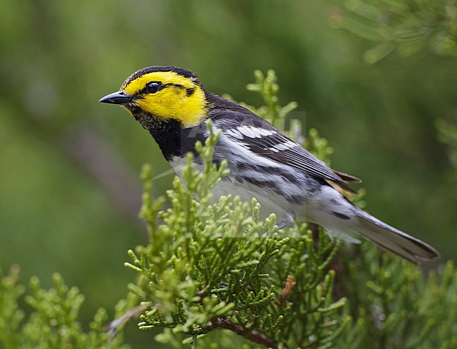 Adult male 
Kimble Co., TX
April 2011 stock-image by Agami/Brian E Small,