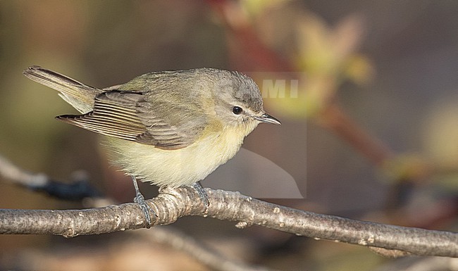Philadelphia Vireo (Vireo philadelphicus) in North America, during spring. stock-image by Agami/Ian Davies,