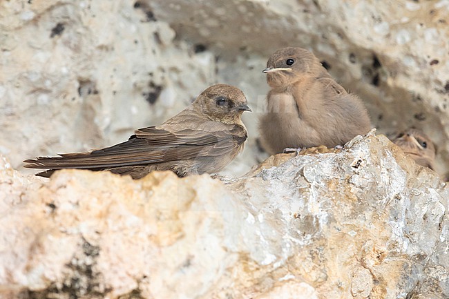 Crag Martin (Ptyonoprogne rupestris), adult perched on a rock together with a juvenile, Campania, Italy stock-image by Agami/Saverio Gatto,