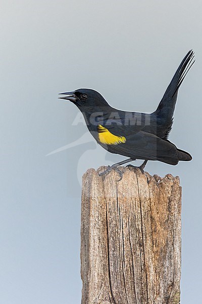 Yellow-shouldered Blackbird (Agelaius xanthomus) Perched on a branch in Puerto Rico stock-image by Agami/Dubi Shapiro,