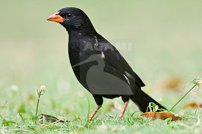Male Red-billed Buffalo-weaver (Bubalornis niger) standing on a green lawn in a safari camp in Kruger National Park in South Africa. side view of a standing bird against a green natural background. stock-image by Agami/Marc Guyt,