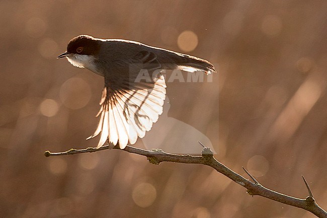Volwassen mannetje Kleine Zwartkop; Adult male Sardinian Warbler stock-image by Agami/Daniele Occhiato,