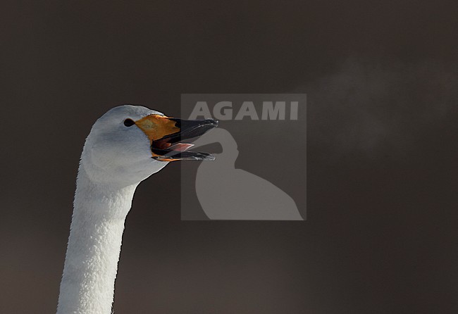 Whooper Swan (Cygnus cygnus) wintering on Hokkaido in northern Japan. stock-image by Agami/Markus Varesvuo,