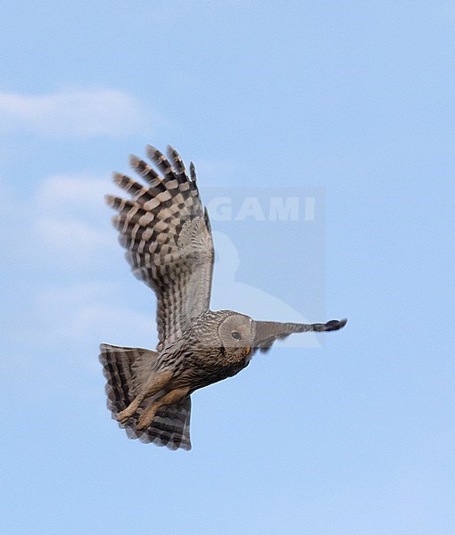 Ural Owl (Strix uralensis nikolskii) in flight in Mongolia. Flying against a blue sky as a background, seen from below. stock-image by Agami/Dani Lopez-Velasco,