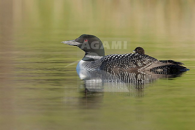 Adult Common Loon (Gavia immer) in breeding plumage on Lac Le Jeune, British Colombia in Canada. Mother with one chick riding on her back. stock-image by Agami/Brian E Small,