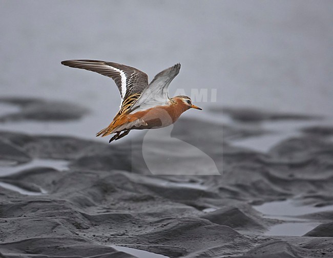 Red Phalarope adult summerplumage flying; Rosse Franjepoot volwassen zomerkleed vliegend stock-image by Agami/Markus Varesvuo,