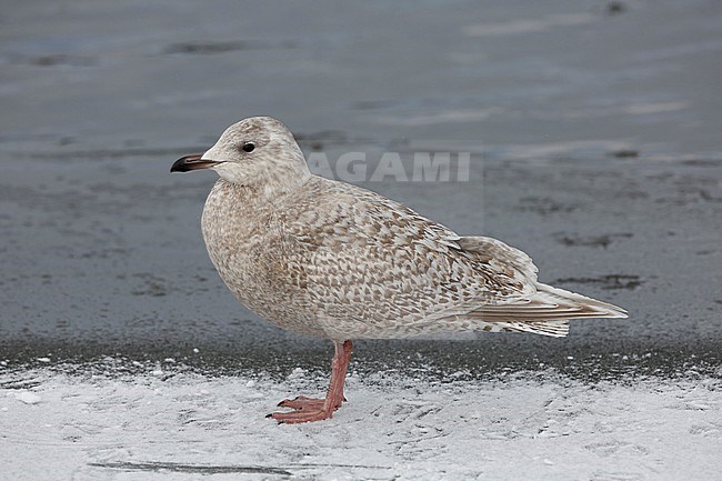 Onvolwassen Kumliens Meeuw; Immature Kumlien's Gull (Larus glaucoides kumlieni) stock-image by Agami/Chris van Rijswijk,