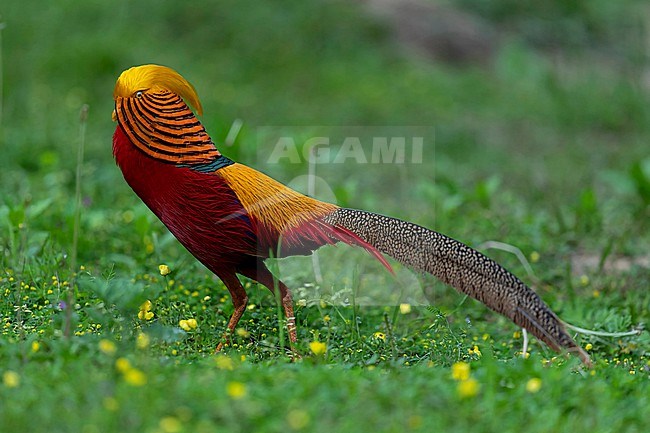 An adult male Golden Pheasant (Chrysolophus pictus) is walking proudly on a glade in Yangxian stock-image by Agami/Mathias Putze,