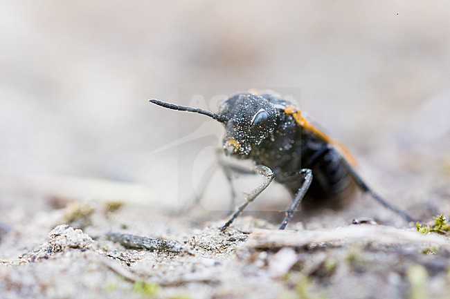 Sciapteryx costalis, Germany (Baden-Württemberg), imago stock-image by Agami/Ralph Martin,