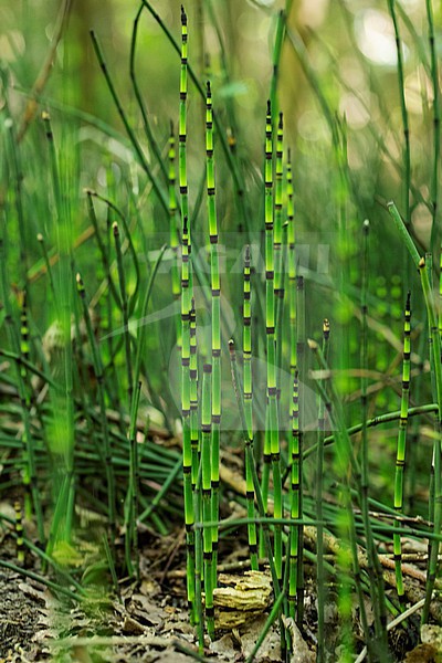 Rough Horsetail, Equisetum hyemale stock-image by Agami/Wil Leurs,