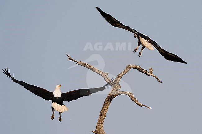 Two African fish eagles, Haliaeetus vocifer, landing on a dead tree branch. Chobe National Park, Botswana. stock-image by Agami/Sergio Pitamitz,