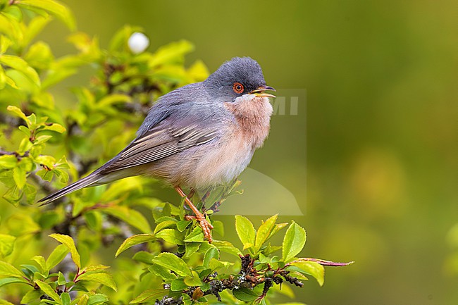 Male Moltoni's Warbler (Sylvia subalpina) in Italy. stock-image by Agami/Daniele Occhiato,