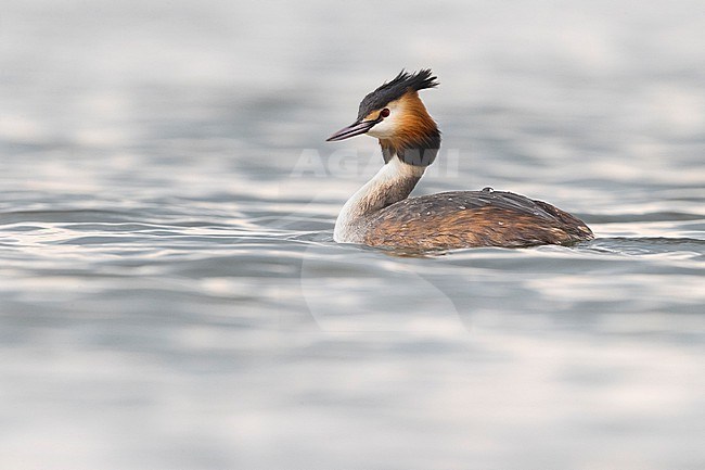 Adult Great Crested Grebe, Podiceps cristatus, in summer plumage swimming in a lake in Italy. stock-image by Agami/Daniele Occhiato,