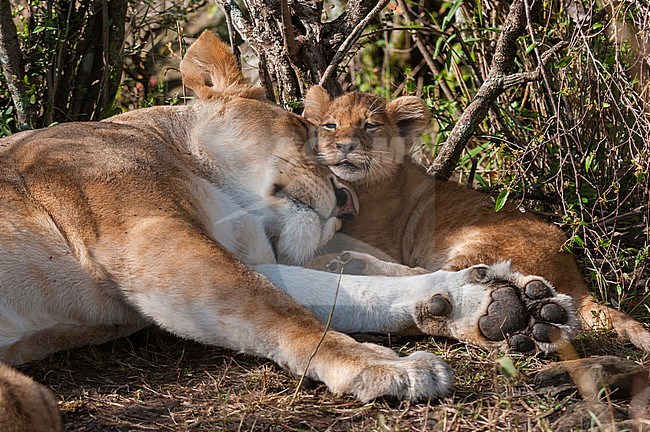 A lioness, Panthera leo, sleeping close by one of her cubs. Masai Mara National Reserve, Kenya. stock-image by Agami/Sergio Pitamitz,