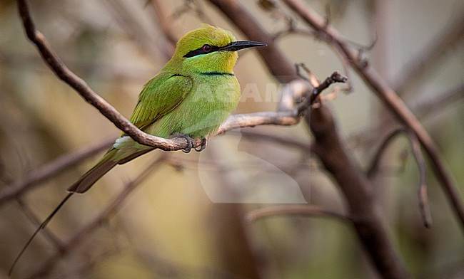 African green bee-eater (Merops viridissimus viridissimus) perched in region of Gambela Peoples, Ethiopia. stock-image by Agami/Ian Davies,