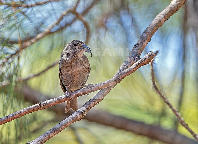 Endangered Hispaniolan Crossbill (Loxia megaplaga) in the Dominican Republic. stock-image by Agami/Pete Morris,