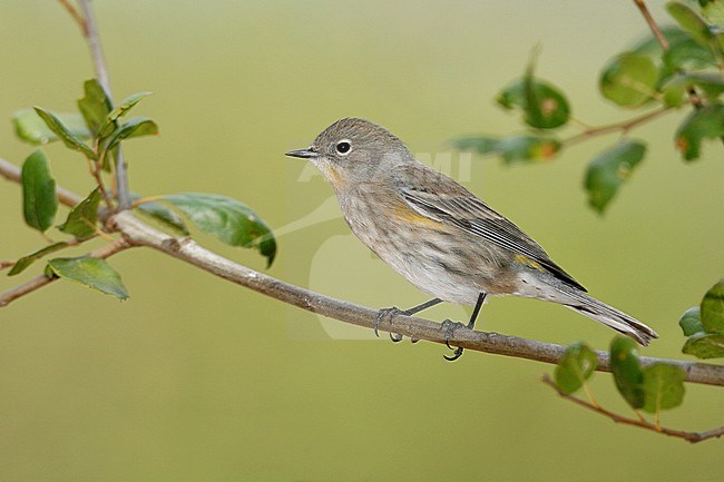 Adult non-breeding
Los Angeles Co., CA
October 2007 stock-image by Agami/Brian E Small,