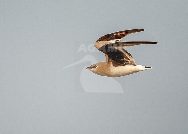 Small Pratincole (Glareola lactea) in flight over river habitat in Asia. stock-image by Agami/Marc Guyt,