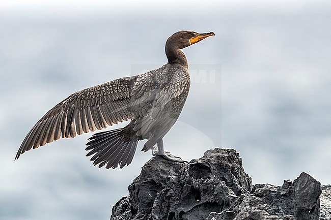 First winter Double-crested Cormorant (Phalacrocorax auritus) stretching wing on a rock in old harbour of Corvo, Azores, Portugal. stock-image by Agami/Vincent Legrand,