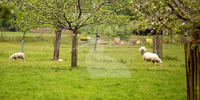 Landscape in Twente, the Netherlands stock-image by Agami/Theo Douma,
