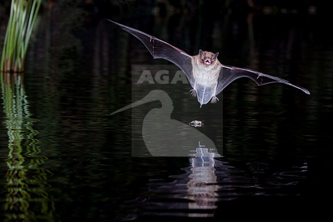Watervleermuis jagend boven water; Daubentons bat hunting near water stock-image by Agami/Theo Douma,