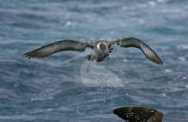 Great Shearwater flying; Grote Pijlstormvogel vliegend stock-image by Agami/Marc Guyt,