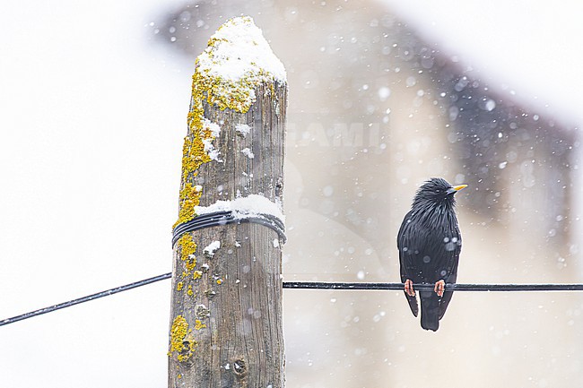 Zwarte Spreeuw, Spotless Starling, Sturnus unicolor stock-image by Agami/Menno van Duijn,