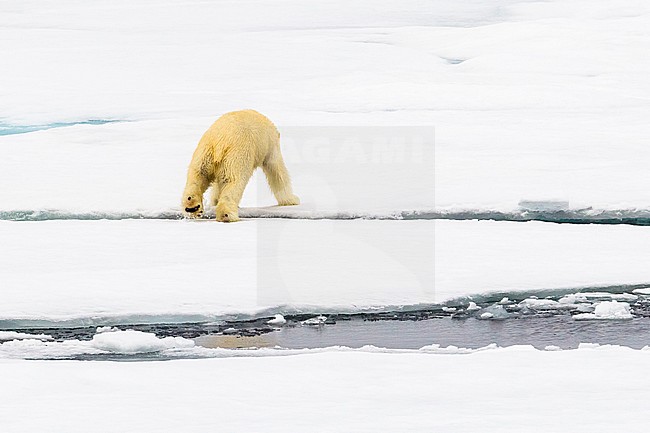 Polar Bear (Ursus marinus) 
Haussgarden, Greenland Sea.
Yauming, this Bear wandering along our ship. stock-image by Agami/Vincent Legrand,
