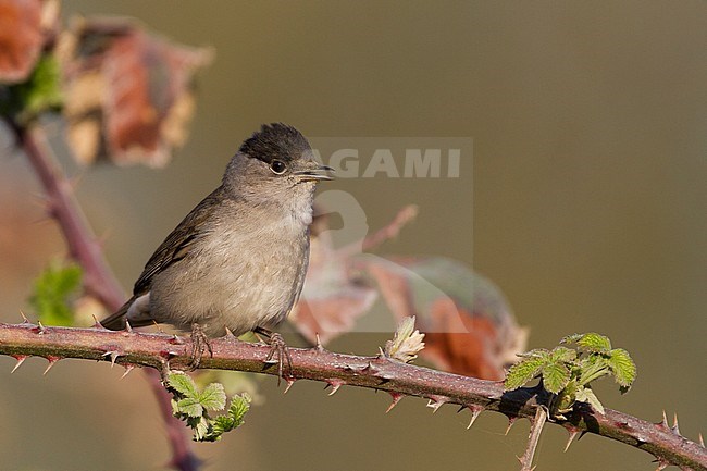 Blackcap - Mönchsgrasmücke - Sylvia atricapilla ssp. atricapilla, Germany, adult male stock-image by Agami/Ralph Martin,