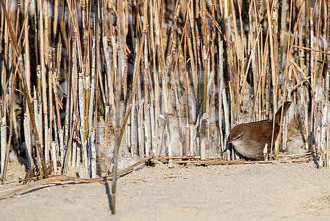 Wintering Cetti's Warbler (Cettia cetti) in Berkheide dunes, south of Katwijk, Netherlands. stock-image by Agami/Marc Guyt,