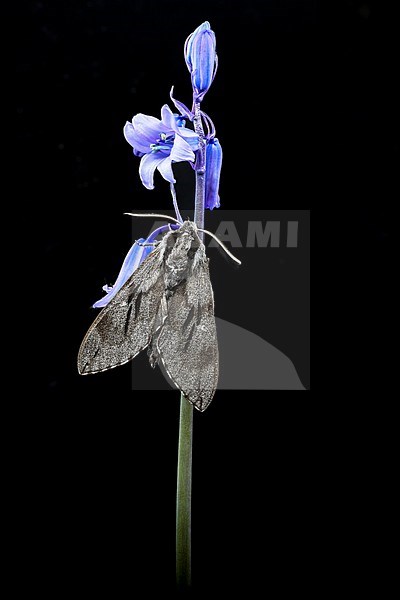 Pine Hawk-moth, Sphinx pinastri stock-image by Agami/Wil Leurs,