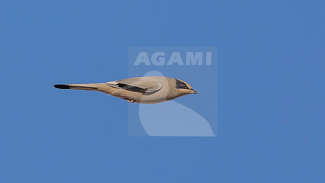 Adult male Grey Hypocolius, (Hypocolius ampelinus) flying over Kuwait City, Kuwait. stock-image by Agami/Vincent Legrand,