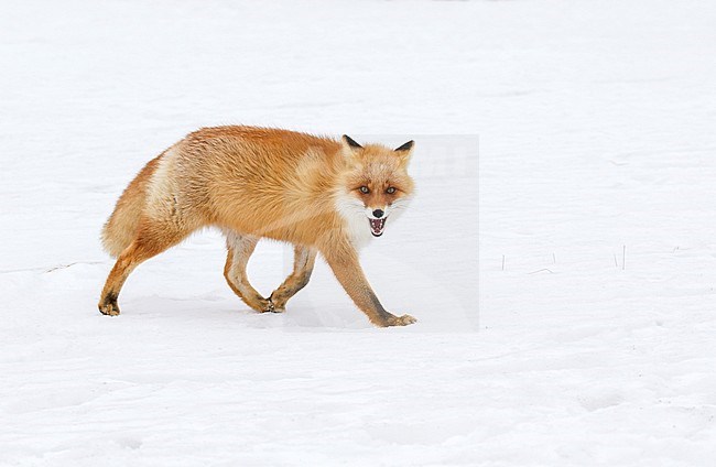 Red Fox (Vulpes vulpes) in the snow of Japan stock-image by Agami/Pete Morris,