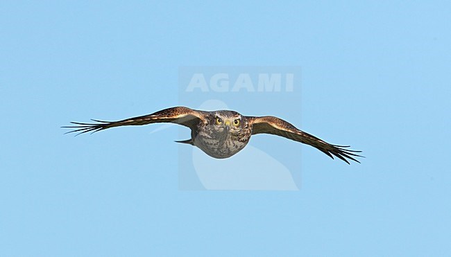 Sperwer in vlucht; Sparrowhawk in flight stock-image by Agami/Markus Varesvuo,