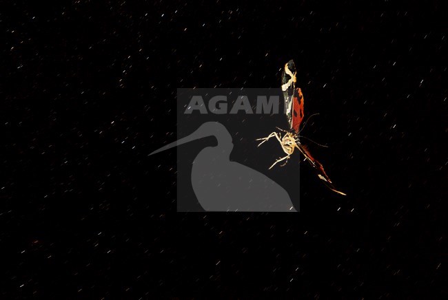 Spaanse vlag in vlucht, Jersey Tiger in flight stock-image by Agami/Rob de Jong,