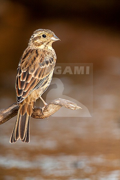 Immature Cirl Bunting (Emberiza cirlus) perched on a small branch during late summer in Spain. stock-image by Agami/Oscar Díez,