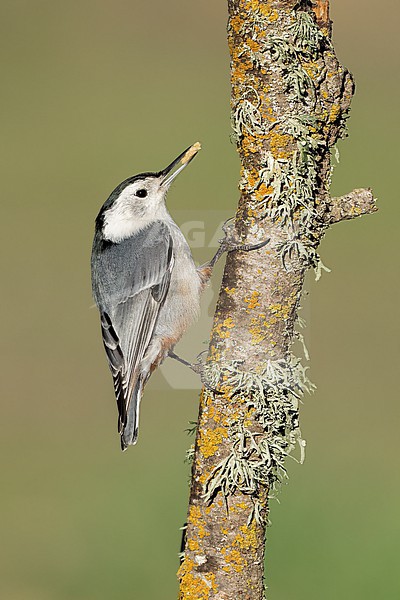 Adult male
Santa Barbara Co., CA
November 2021 stock-image by Agami/Brian E Small,