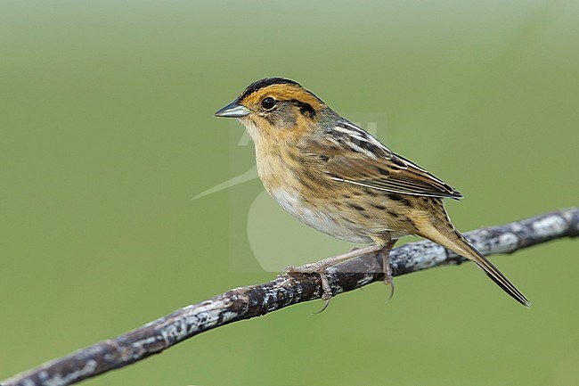 Nelson's Sparrow (Ammodramus nelsoni) perched in its breeding habitat, undisturbed marshes. stock-image by Agami/Brian E Small,