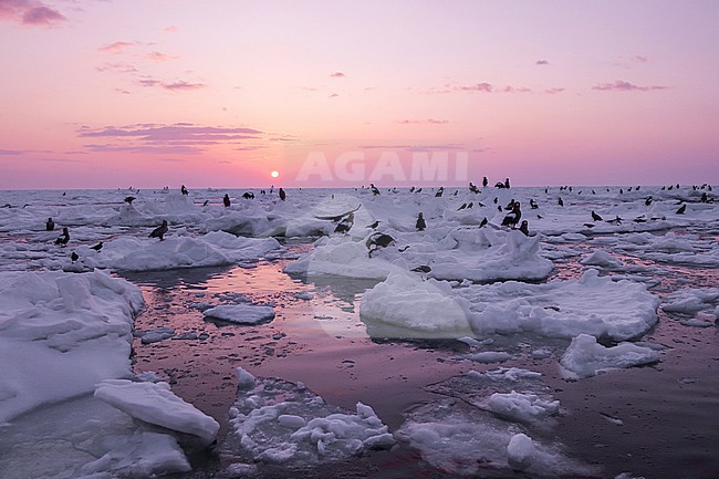 Steller's Sea-eagles and White-tailed Eagles at Rauso, Hokkaido, Japan. Waiting in the early morning on the drift ice off the coast. stock-image by Agami/Pete Morris,