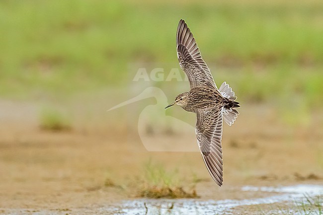 Adult breeding
Galveston Co., TX
May 2023 stock-image by Agami/Brian E Small,