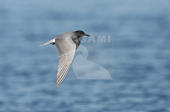 Adulte Zwarte Stern in vlucht; Adult Black Tern in flight stock-image by Agami/Jari Peltomäki,