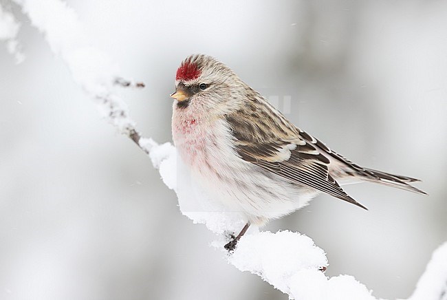 Adult Mealy Redpoll (Carduelis flammea) wintering at Kuusamo in Finland. stock-image by Agami/Markus Varesvuo,