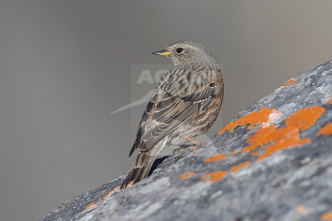 Alpine Accentor (Prunella collaris) sitting on colorfull rocks in  moutain landscape in the swiss alps. stock-image by Agami/Marcel Burkhardt,