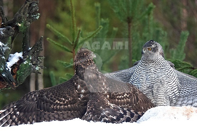 Northern Goshawk (Accipiter gentilis), juvenile and adult fighting for domination of a carcass in Finland stock-image by Agami/Kari Eischer,